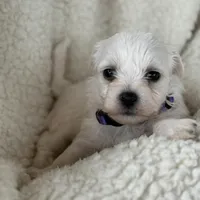 Milo, a male Bichon Frise for sale in Lawrenceville, GA – Photo 4 of 5