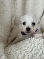 Milo, a male Bichon Frise for sale in Lawrenceville, GA – Photo 2 of 3