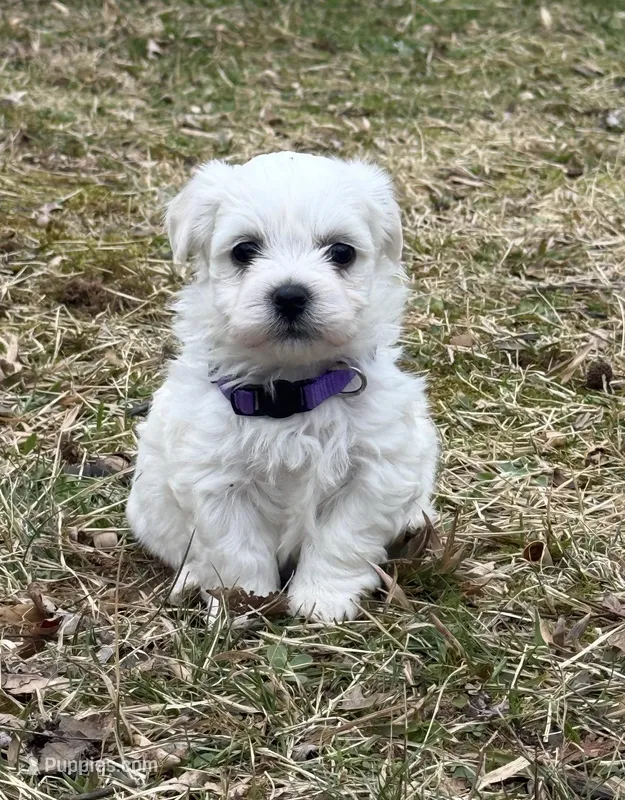 Milo – Bichon Frise puppy for sale in Lawrenceville, GA