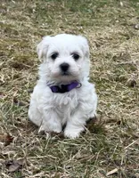 Milo, a male Bichon Frise for sale in Lawrenceville, GA – Photo 1 of 5