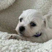 Milo, a male Bichon Frise for sale in Lawrenceville, GA – Photo 5 of 5