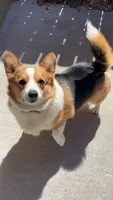 Bowser, a male Pembroke Welsh Corgi for sale in Colorado Springs, CO – 2 of 3