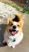 Bowser, a male Pembroke Welsh Corgi for sale in Colorado Springs, CO – 3 of 3