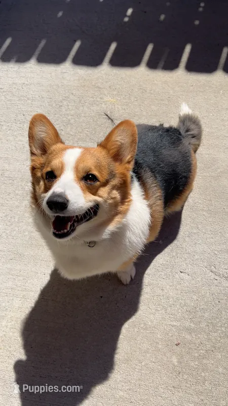 Bowser – Pembroke Welsh Corgi puppy for sale in Colorado Springs, CO