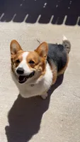 Bowser, a male Pembroke Welsh Corgi for sale in Colorado Springs, CO – 1 of 3