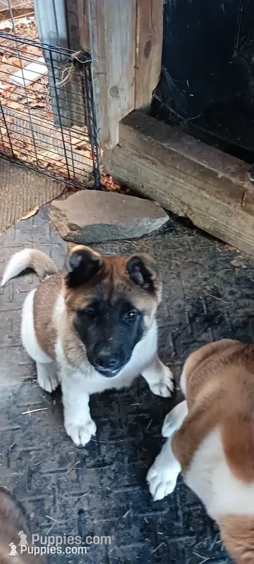 #2 AKC – Akita puppy for sale in Dalton, OH
