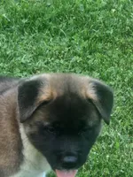 #4, a female Akita for sale in Dalton, OH – 2 of 4