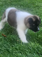 #1, a male Akita for sale in Dalton, OH – 4 of 6
