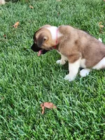 #3, a female Akita for sale in Dalton, OH – 4 of 4