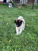#1, a male Akita for sale in Dalton, OH – 3 of 6