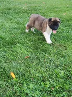 #4, a female Akita for sale in Dalton, OH – 3 of 4