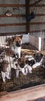 #1, a male Akita for sale in Dalton, OH – 5 of 6