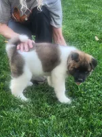 #2, a female Akita for sale in Dalton, OH – 2 of 3