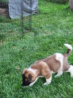 #3, a female Akita for sale in Dalton, OH – 2 of 4