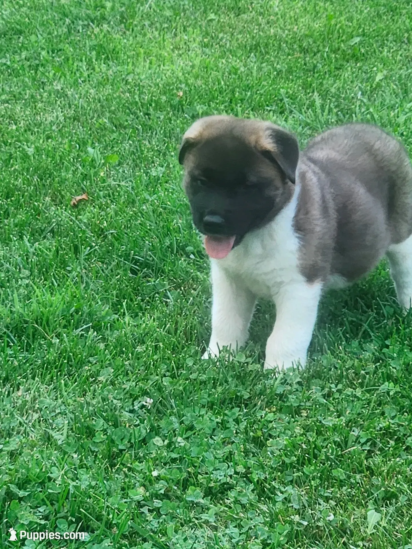 #4, a female Akita for sale in Dalton, OH – 1 of 4