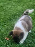 #2, a female Akita for sale in Dalton, OH – 3 of 3