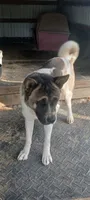 #1, a male Akita for sale in Dalton, OH – 6 of 6