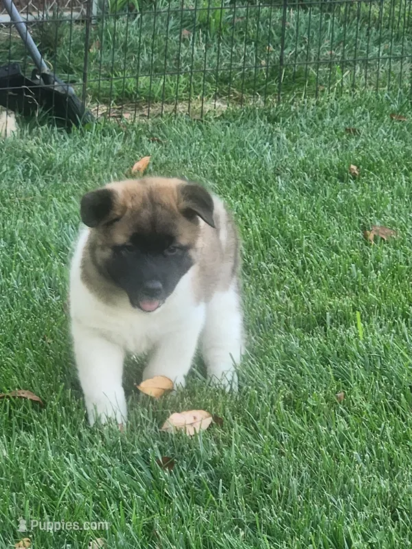 #2 – Akita puppy for sale in Dalton, OH