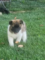 #2, a female Akita for sale in Dalton, OH – 1 of 3