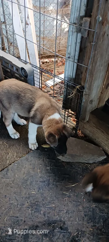 #4 AKC – Akita puppy for sale in Dalton, OH