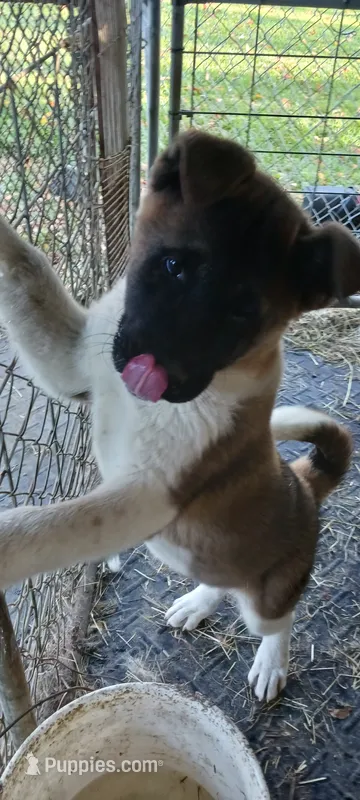 #4 AKC – Akita puppy for sale in Dalton, OH
