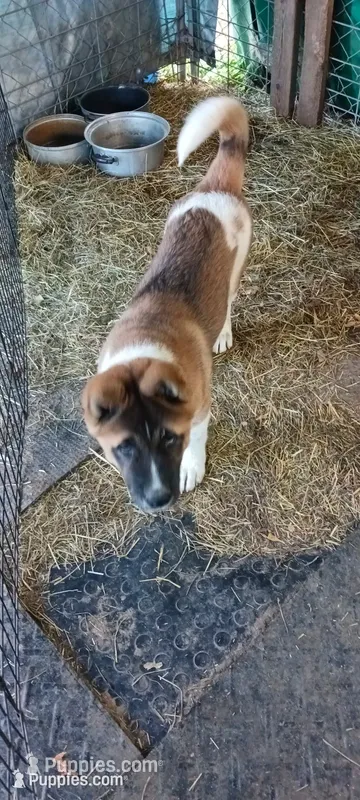#3 AKC  – Akita puppy for sale in Dalton, OH