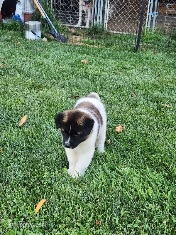 #1 – Akita puppy for sale in Dalton, OH