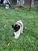 #1, a male Akita for sale in Dalton, OH – 1 of 6