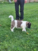 #1, a male Akita for sale in Dalton, OH – 2 of 6