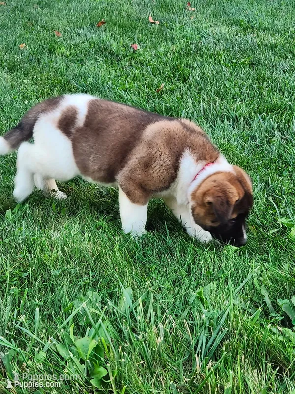 #3 AKC  – Akita puppy for sale in Dalton, OH