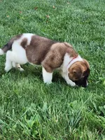 #3, a female Akita for sale in Dalton, OH – 3 of 4