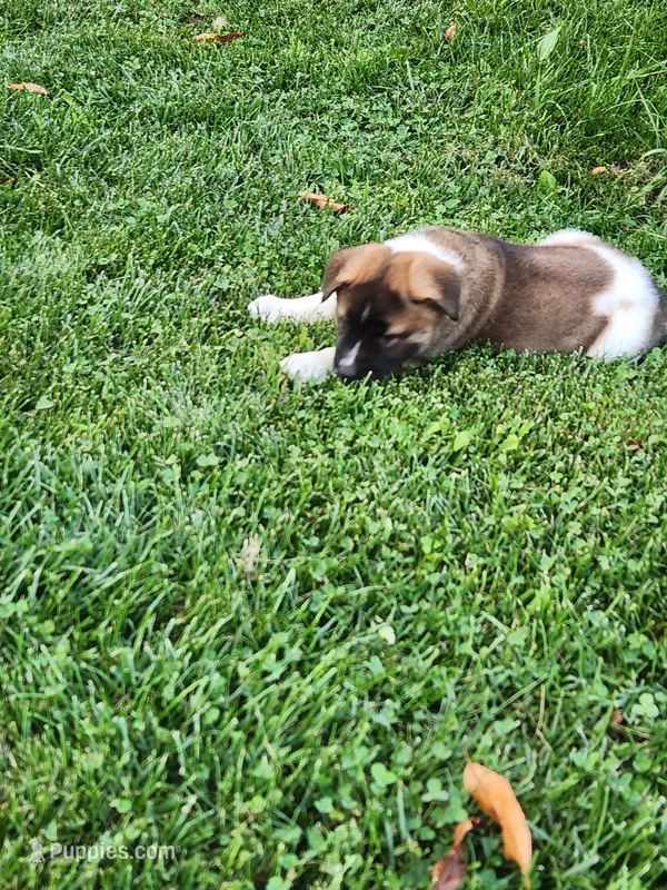 #3 – Akita puppy for sale in Dalton, OH