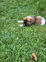#3, a female Akita for sale in Dalton, OH – 1 of 4