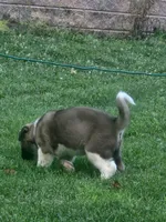 #4, a female Akita for sale in Dalton, OH – 4 of 4
