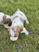 Shiloh, a male Brittany for sale in Sand Springs, OK – Photo 1 of 10