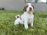Shiloh, a male Brittany for sale in Sand Springs, OK – Photo 7 of 10