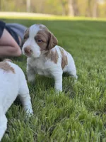 Shiloh, a male Brittany for sale in Sand Springs, OK – Photo 8 of 10