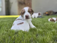 Shiloh, a male Brittany for sale in Sand Springs, OK – Photo 2 of 10