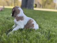 Shiloh, a male Brittany for sale in Sand Springs, OK – Photo 3 of 10
