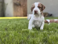 Shiloh, a male Brittany for sale in Sand Springs, OK – Photo 6 of 10