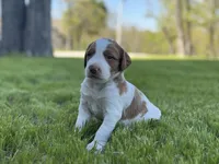 Shiloh, a male Brittany for sale in Sand Springs, OK – Photo 5 of 10