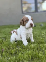Shiloh, a male Brittany for sale in Sand Springs, OK – Photo 4 of 10