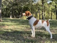 Shiloh, a male Brittany for sale in Sand Springs, OK – Photo 10 of 10
