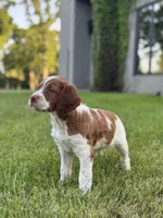 Archie, a male Brittany for sale in Sand Springs, OK – Photo 1 of 10