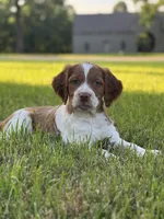 Archie, a male Brittany for sale in Sand Springs, OK – Photo 4 of 10