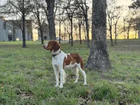 Archie, a male Brittany for sale in Sand Springs, OK – Photo 9 of 10