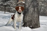 Archie, a male Brittany for sale in Sand Springs, OK – Photo 10 of 10