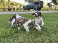Archie, a male Brittany for sale in Sand Springs, OK – Photo 5 of 10