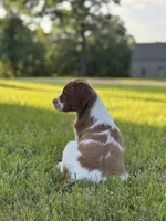 Archie, a male Brittany for sale in Sand Springs, OK – Photo 6 of 10