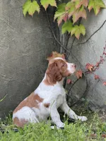 Archie, a male Brittany for sale in Sand Springs, OK – Photo 8 of 10